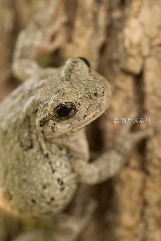 普通灰色树蛙(Hyla versicolor)，在白橡树V